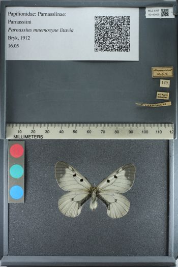 Media type: image;   Entomology 180009